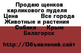 Продаю щенков карликового пуделя › Цена ­ 2 000 - Все города Животные и растения » Собаки   . Крым,Белогорск